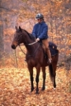 Prague horseback riding